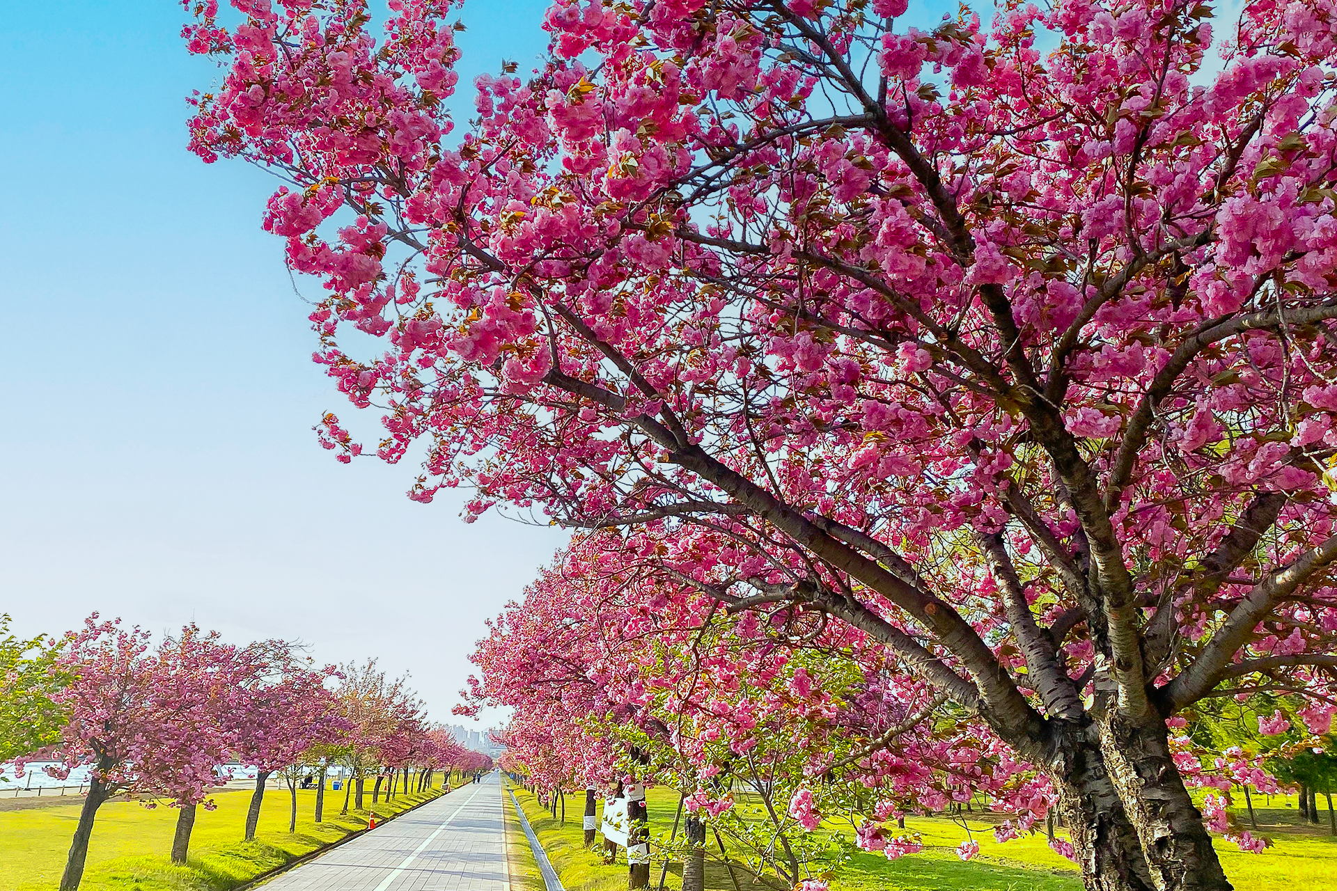 Seoul King Cherry Blossom Tour by Ktourstory PvYaNwb3