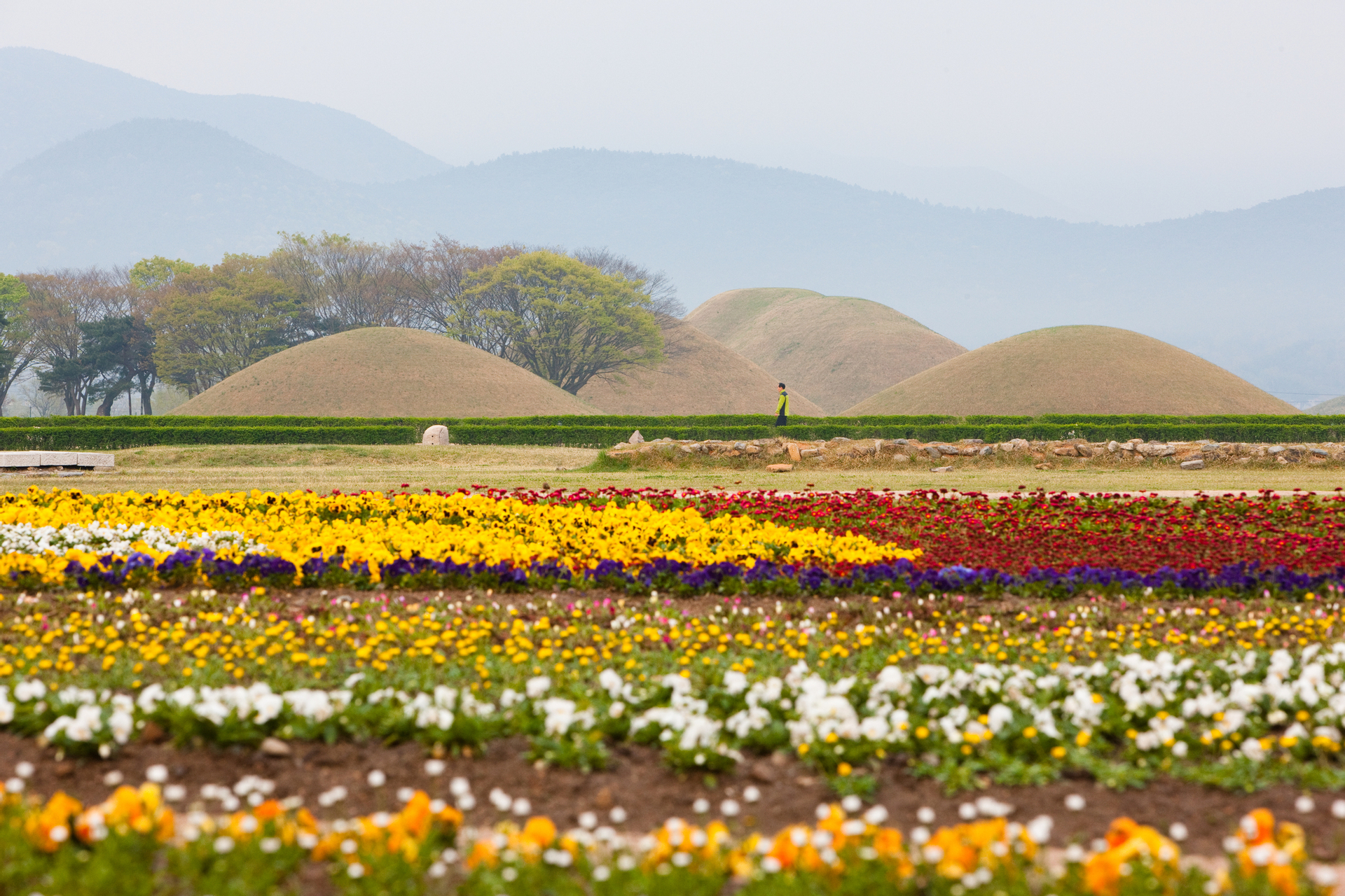 Chasing Cherry Blossom & Spring Flowers Day Tour from Busan by Ktourstory NdNyp2nK