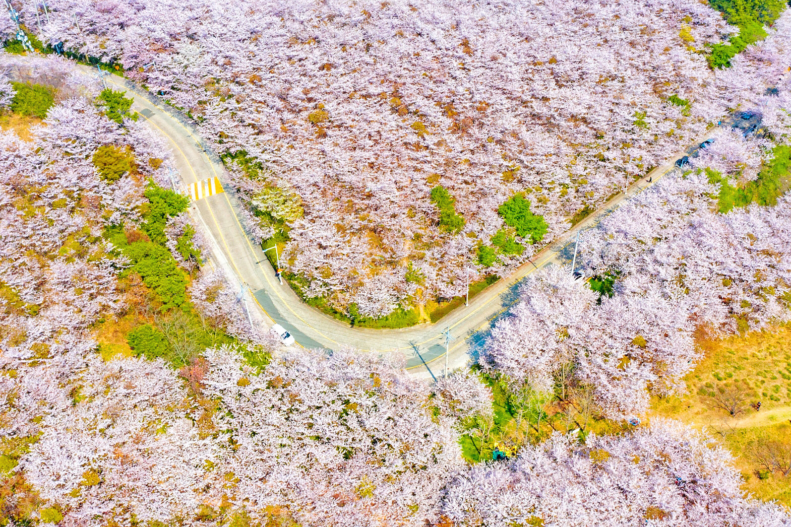 Chasing Cherry Blossom & Spring Flowers Day Tour from Busan by Ktourstory pWS5Otof