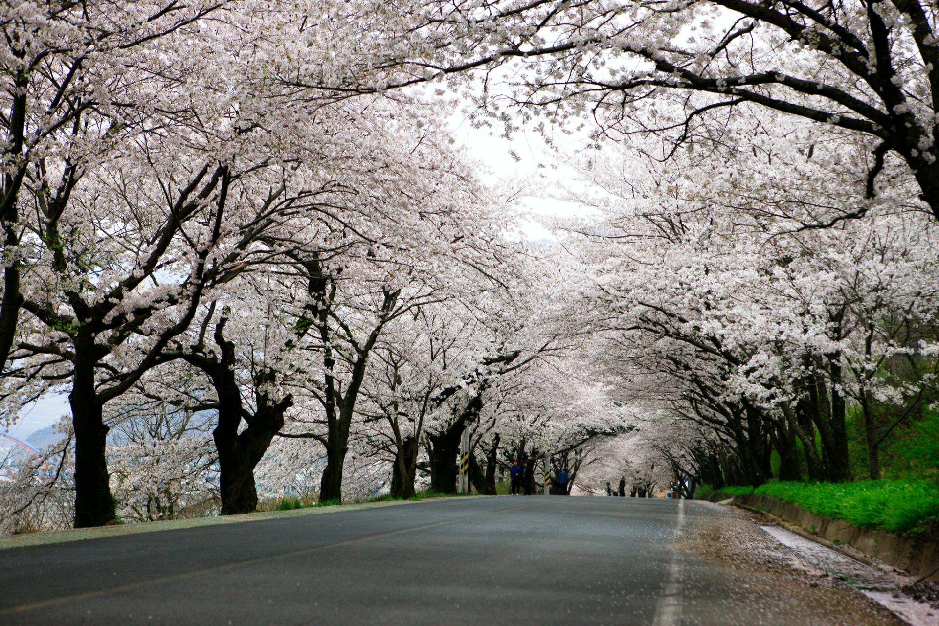 Chasing Cherry Blossom & Spring Flowers Day Tour from Busan by Ktourstory ldmrmWN6