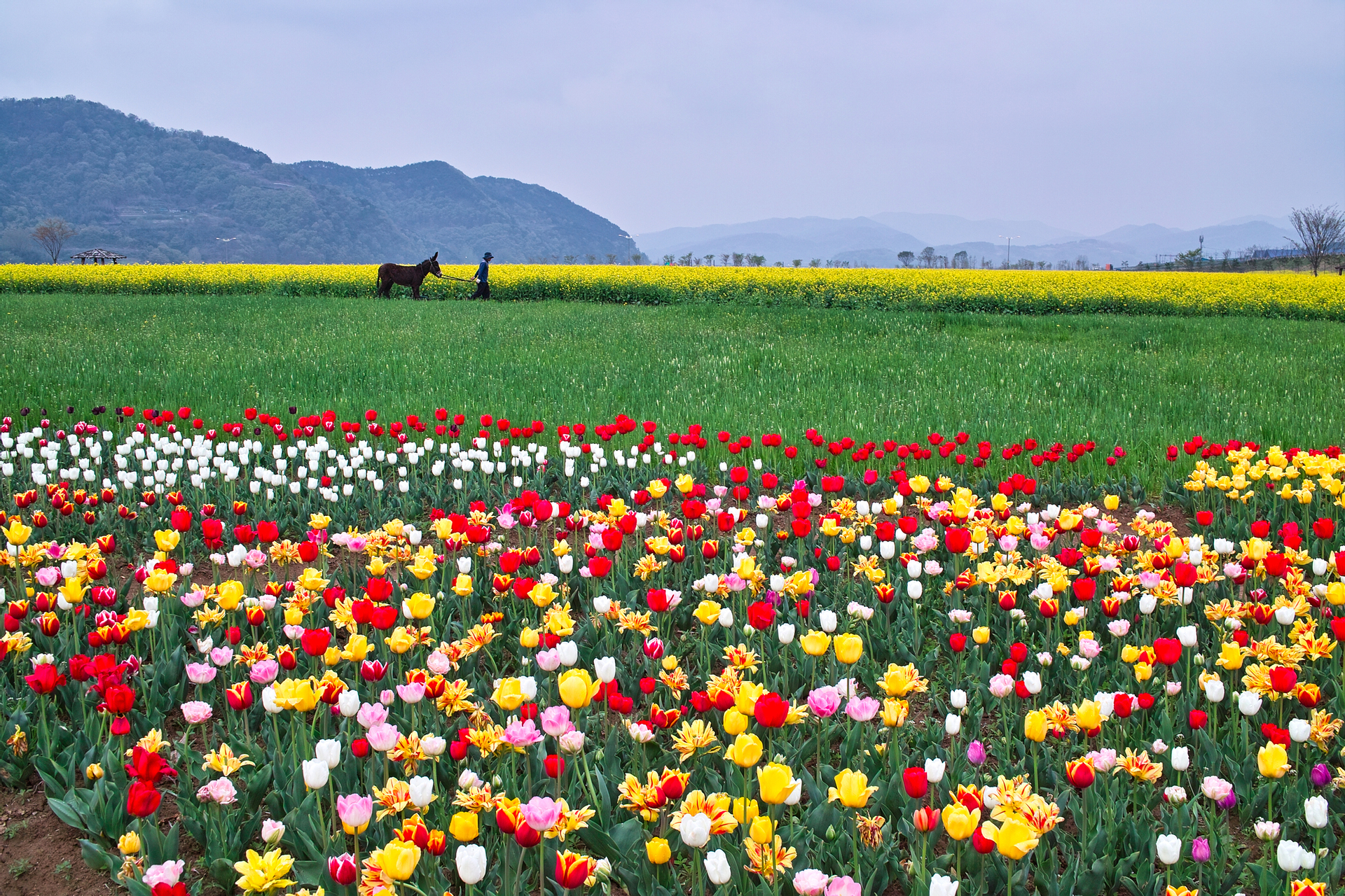Chasing Cherry Blossom & Spring Flowers Day Tour from Busan by Ktourstory lta2vJBI