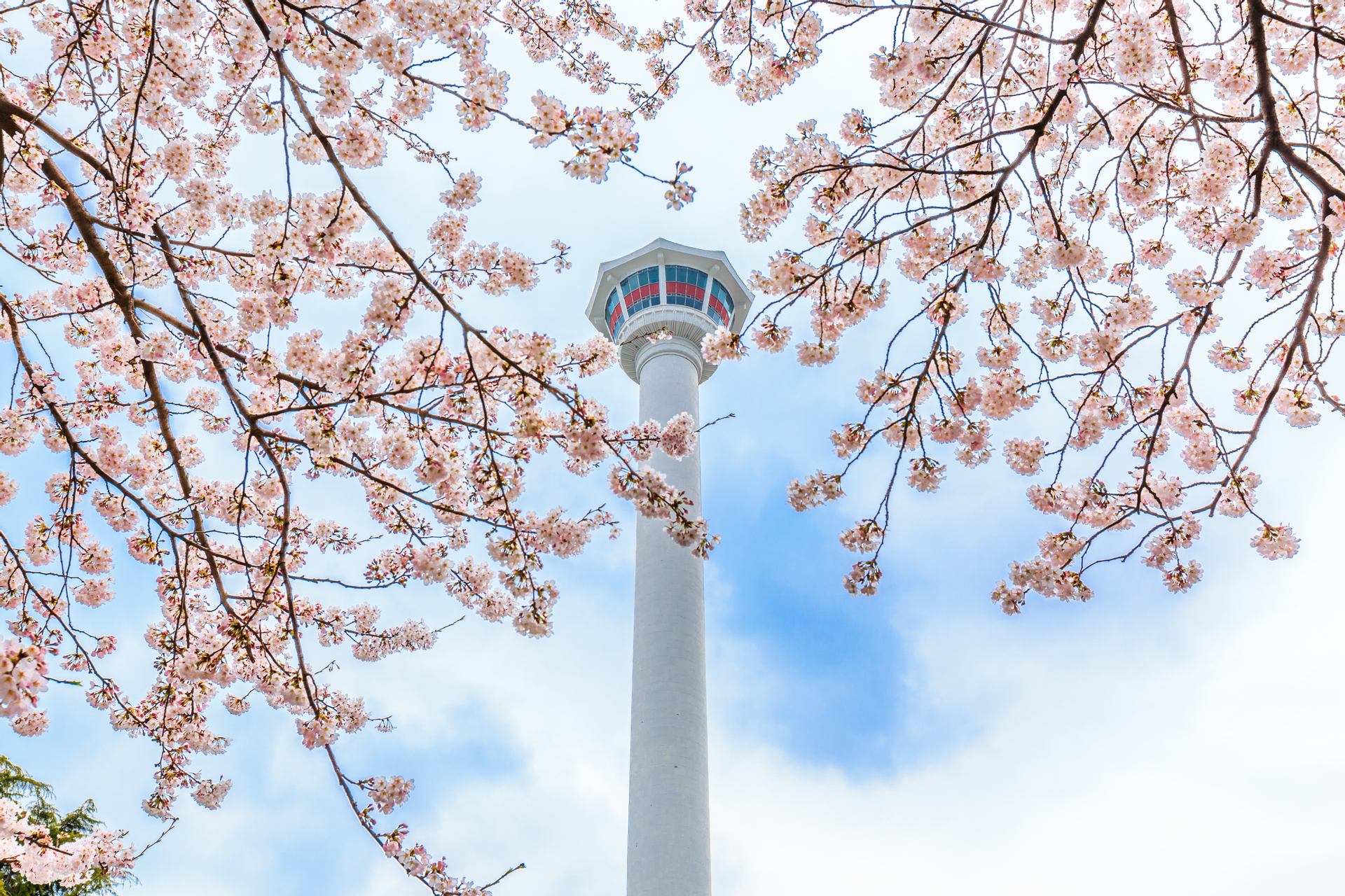 Chasing Cherry Blossom & Spring Flowers Day Tour from Busan by Ktourstory LHEVckTo-backdrop