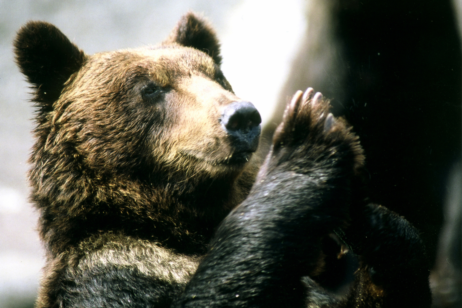 Noboribetsu Bear Park Ticket 5h2SWvcN