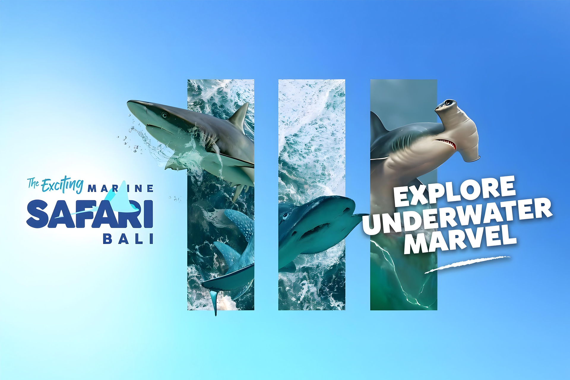 Marine Safari Bali Kev3dqVZ-backdrop