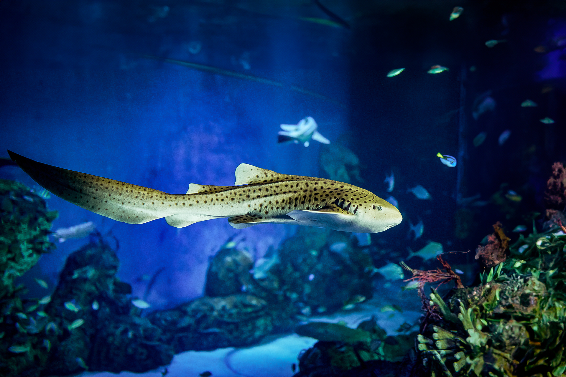 Marine Safari Bali jQEFB7FC