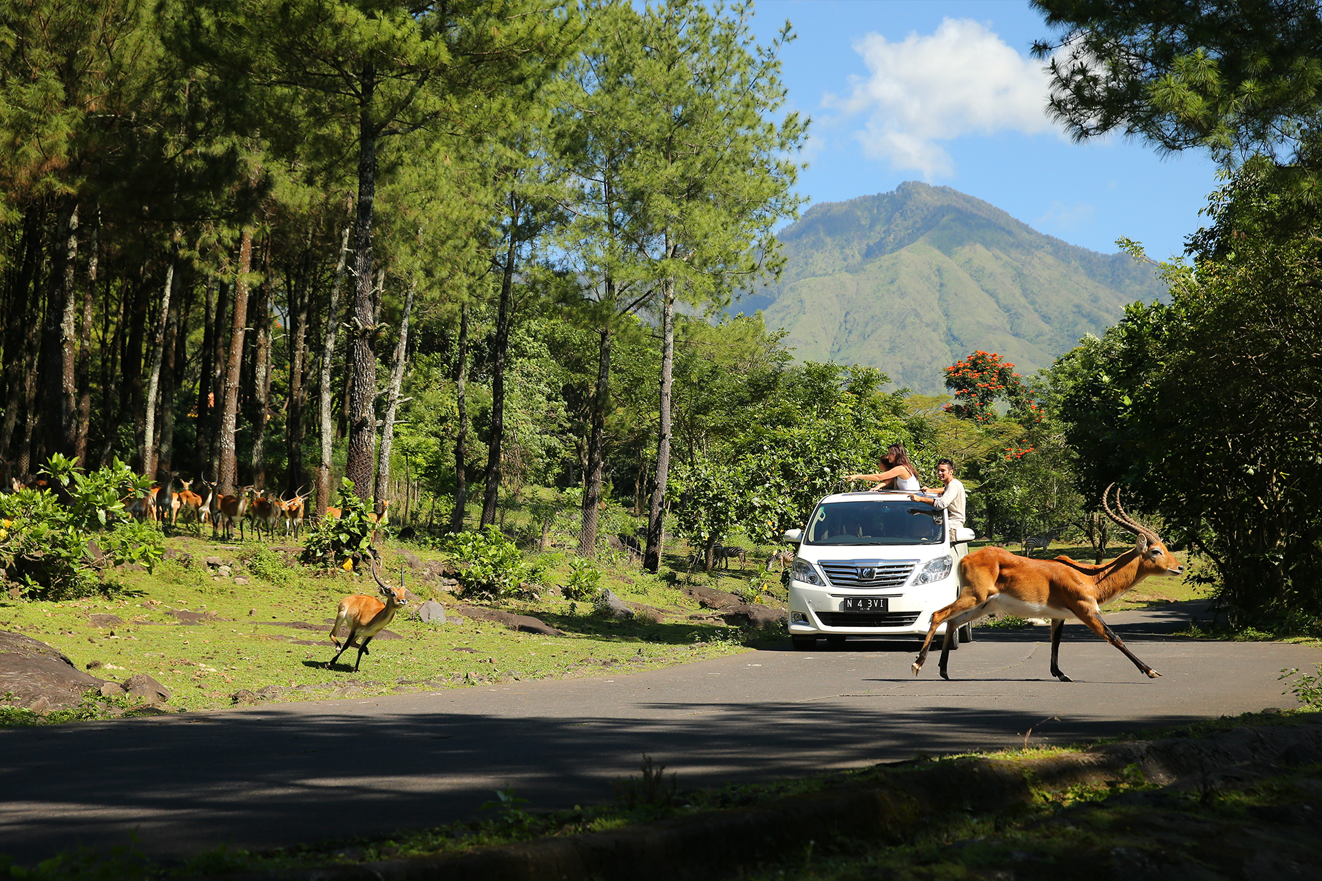The Grand Taman Safari Prigen Jatim ADPn87HK