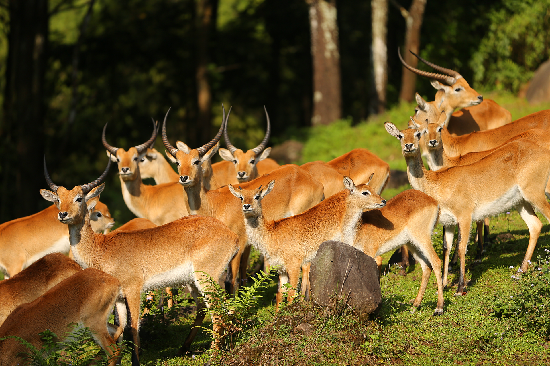 The Grand Taman Safari Prigen Jatim sKt03dXn
