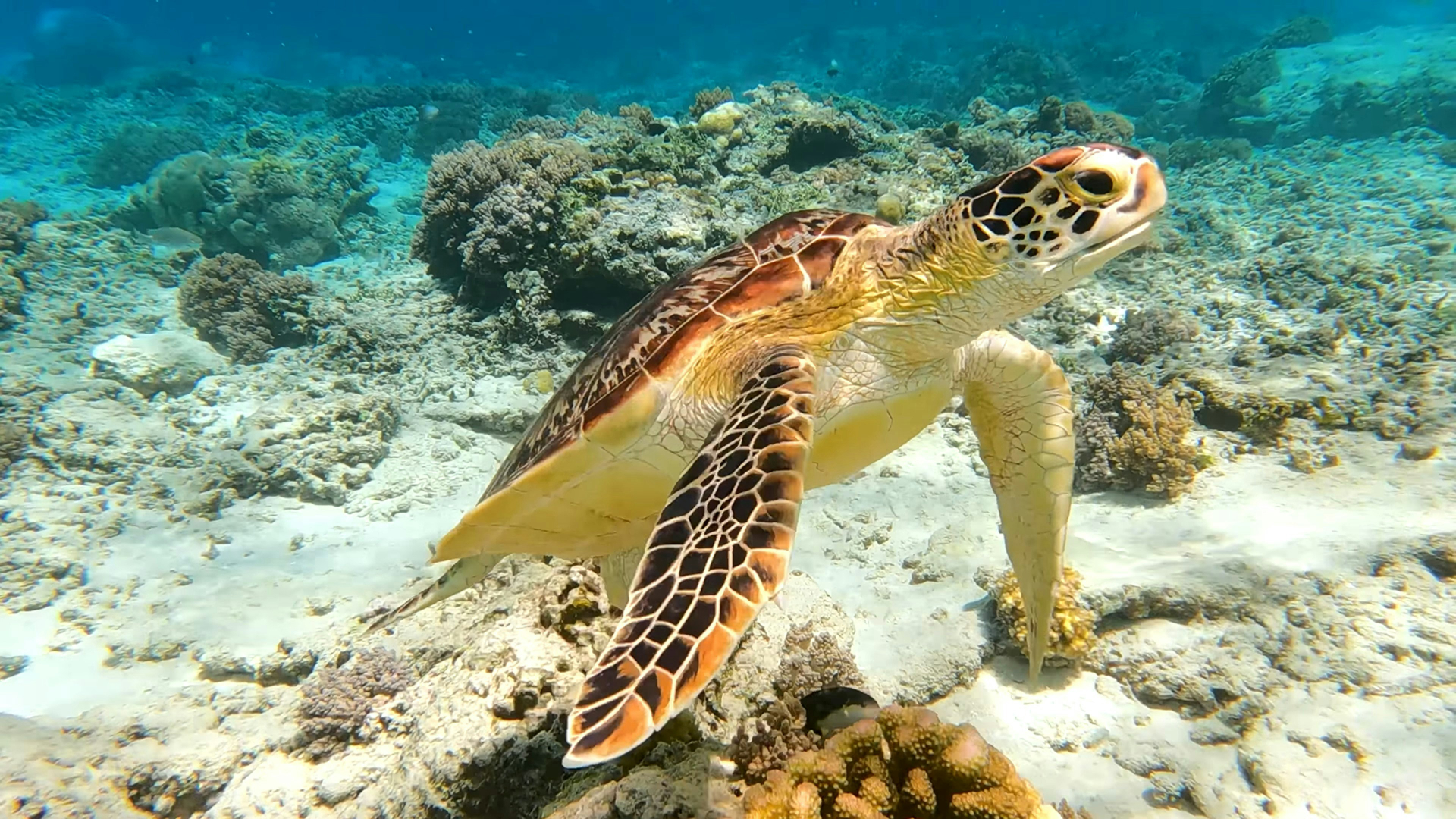 Kapan Waktu Terbaik Mengunjungi Gili Trawangan?