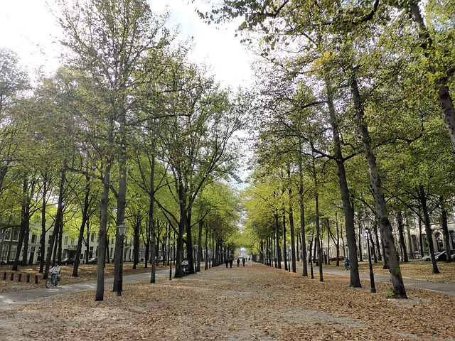 Modern Den Haag grew from a medieval hunting ground into a city of avenues and diplomacy