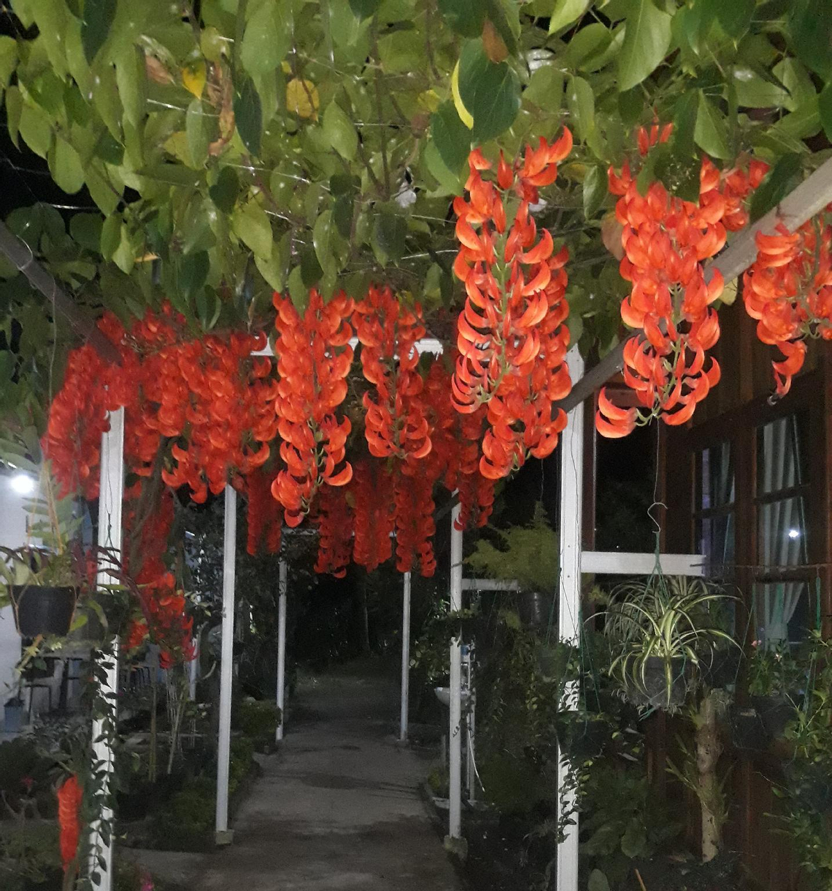 Exterior & Views 3, Guesthouse Rumah KayuKu, Bukittinggi