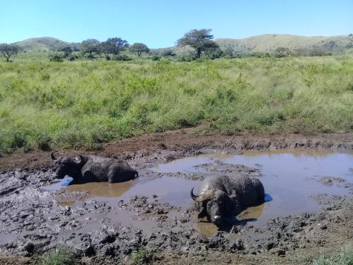 4, Hluhluwe Gate Safari Camp, Umkhanyakude