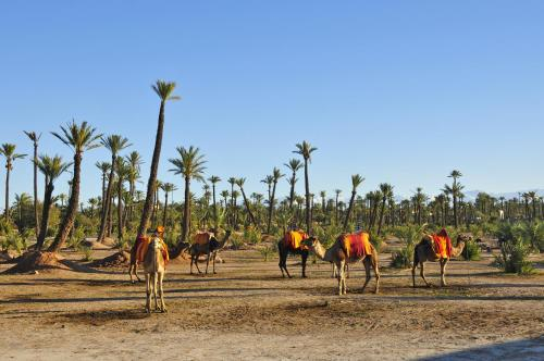 Horseback riding, Villa Des 3 Golfs, Marrakech