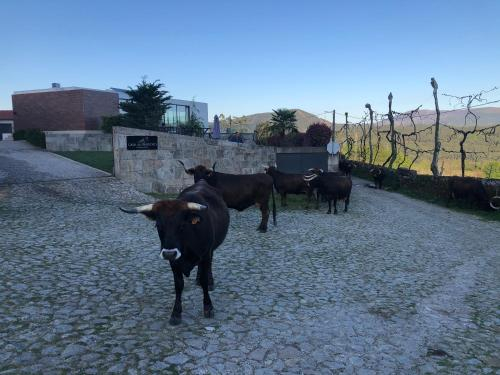 3, Casa do Barroso, Cabeceiras de Basto