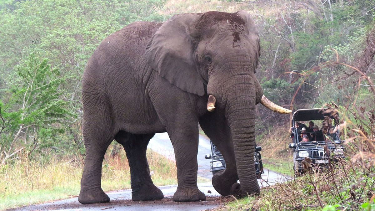 Leopard Walk Lodge, Umkhanyakude