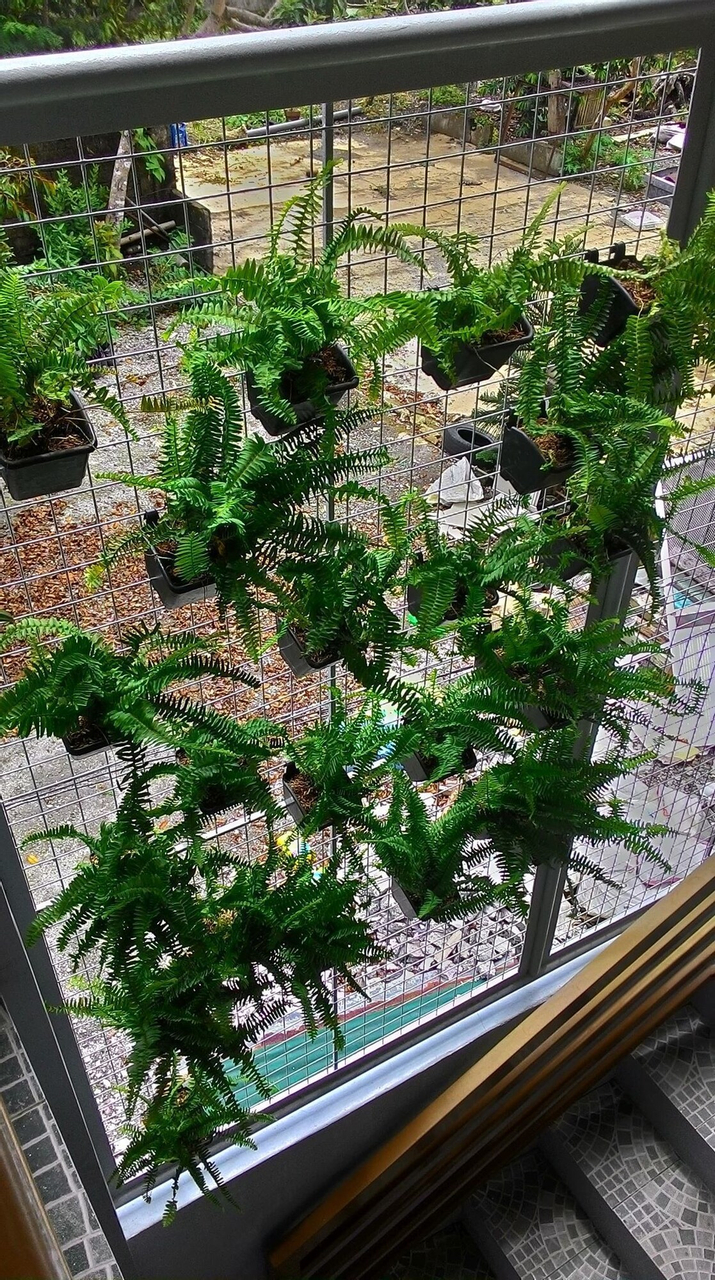 Garden, Emperor's Suites, Silang