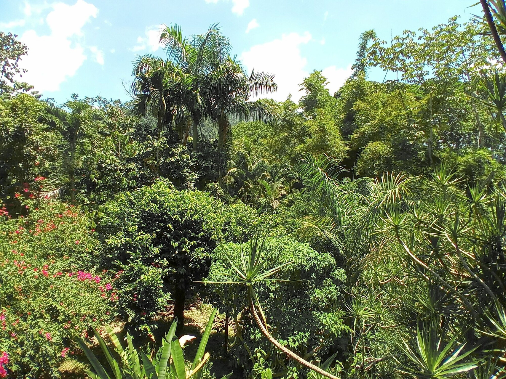 Aerial view 3, Omega Tours Adventure Company & Eco Jungle Lodge, La Ceiba