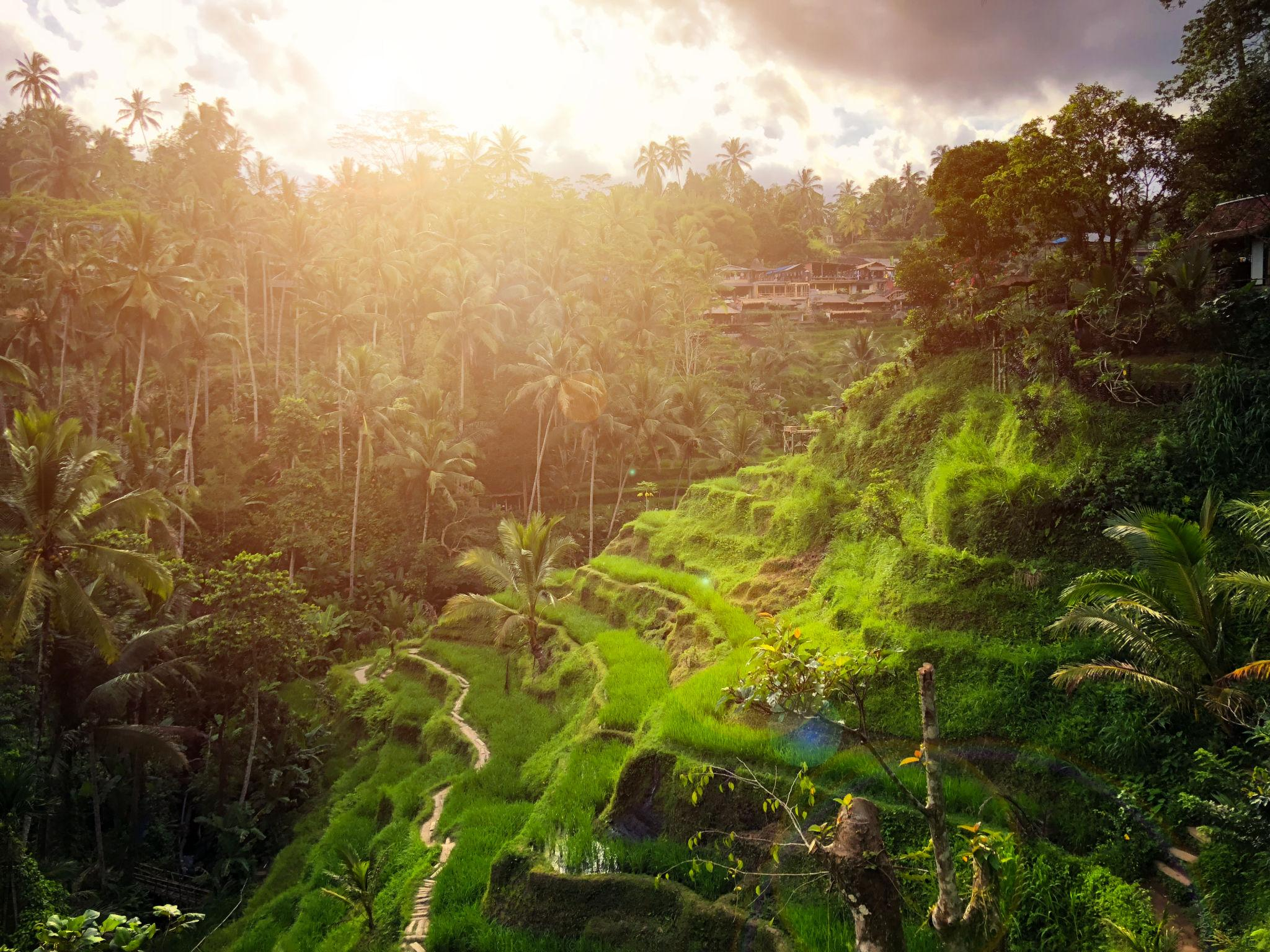 Hari 3: Ubud—Tegalalang, Monkey Forest, dan Kuliner Malam
