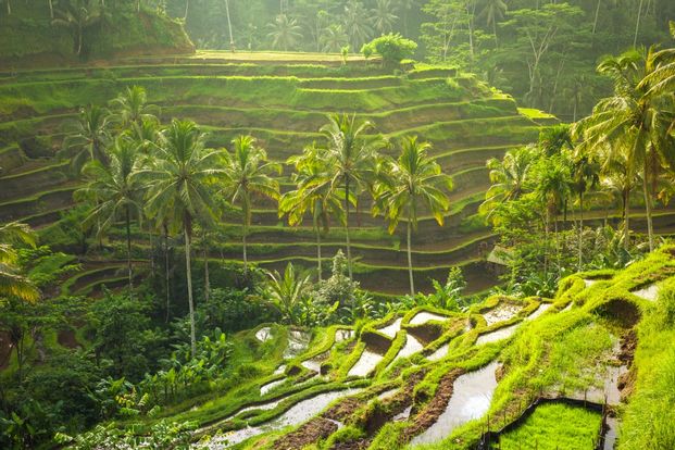 Central Bali Full Day Tour: Tegalalang Rice Field, Sacred Monkey Forest, Elephant Cave OEgntCUK