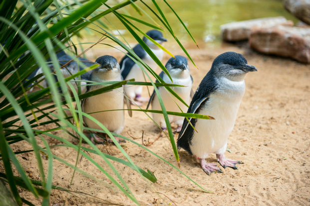 Phillip Island with Penguin Parade Eco Tour