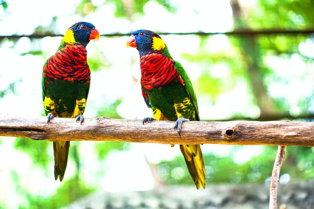 Kuala Lumpur City Escape Nature Tour