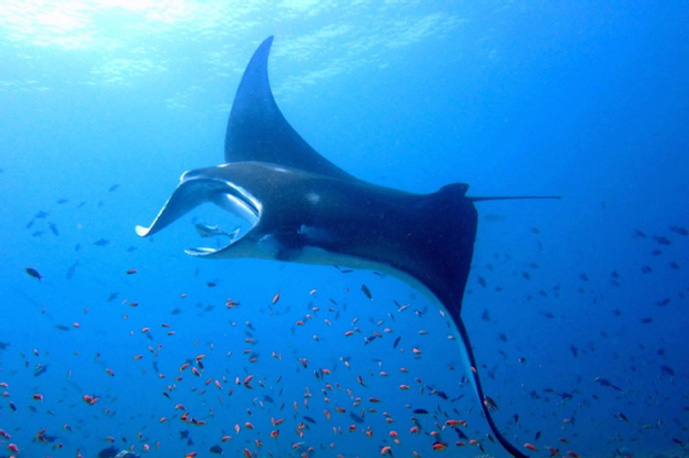 Opentrip 3D2N Derawan by Travel Buddies