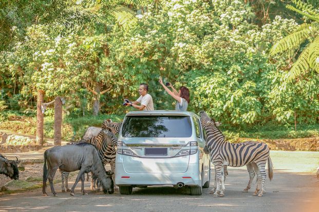 tiket taman safari di traveloka