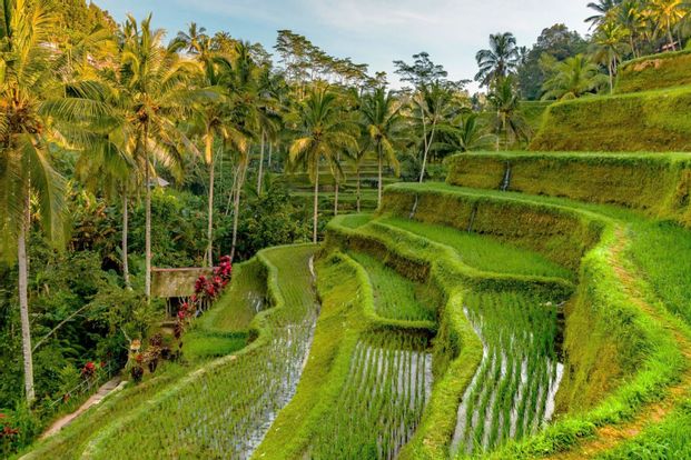 Bali's Greatest Hits: Ubud & Kintamani Private Tour 8K4RiFKy