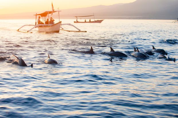 Bali Dolphin Watching & Sunrise at Lovina Beach - Full Day