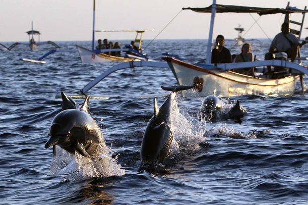 Lovina Dolphin Watching and Snorkeling Tour in Bali
