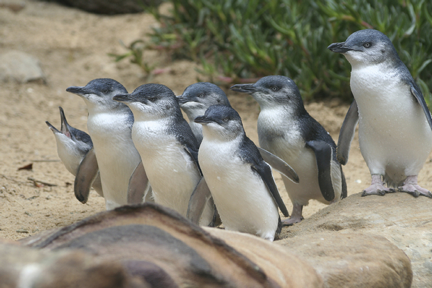 Penguin Parade Phillip Island Tour from Melbourne