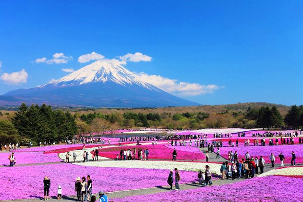 Mt. Fuji Flower Festival Tour with Mt. Kachi Kachi Ropeway Experience from Tokyo