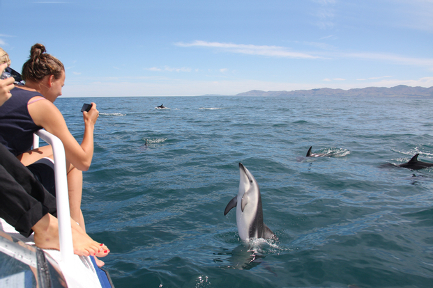 Port Stephens: Dolphin Discovery Cruise nl14nTb5