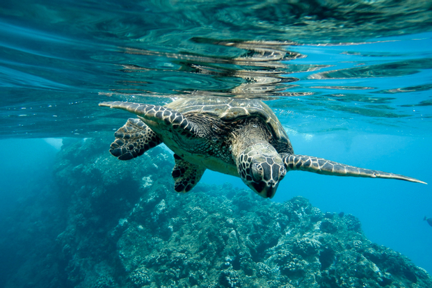 Sukamade Wildlife Adventure with Turtle Conservation Private Tour