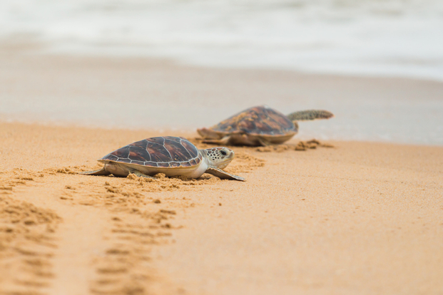 Sukamade Wildlife Adventure with Turtle Conservation Private Tour