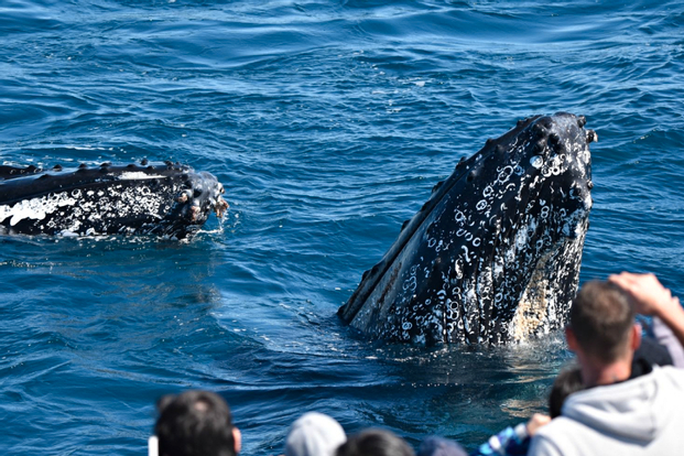 [Midweek 30% Promotion] Sydney Whale Watching Cruise with Breakfast or Lunch
