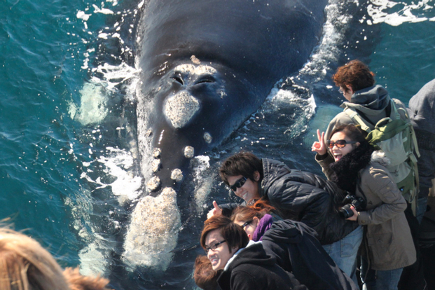 Whale Watching & Wilderness Tour within the Margaret River Region