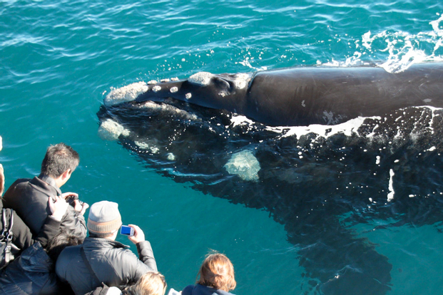 Whale Watching & Wilderness Tour within the Margaret River Region