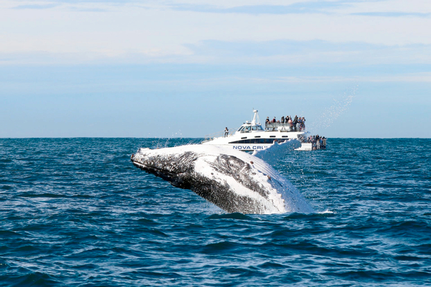 Newcastle Whale Watching Cruise sV4FwQZq
