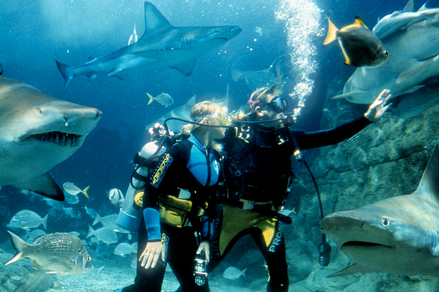 SEA LIFE Melbourne Aquarium Shark Dive Xtreme Experience