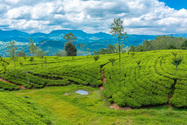 Cameron Highlands Day Tour from Penang vmazX8F6
