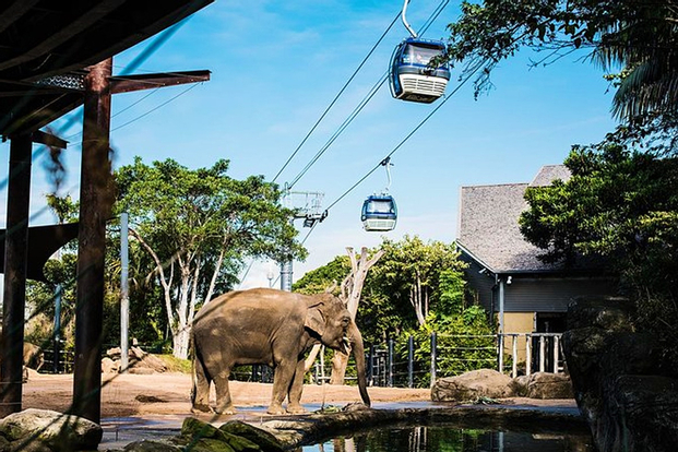 Sydney Taronga Zoo Express Combo (Ferry Tickets, Zoo Entry & Sky Safari Cable Car)