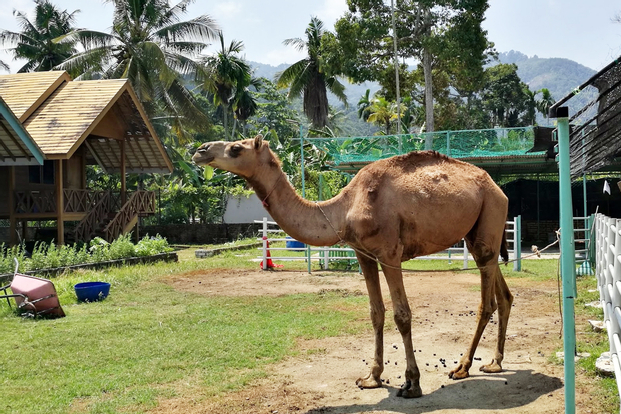 Audi Dream Farm Ticket with Camel Riding Experience in Penang