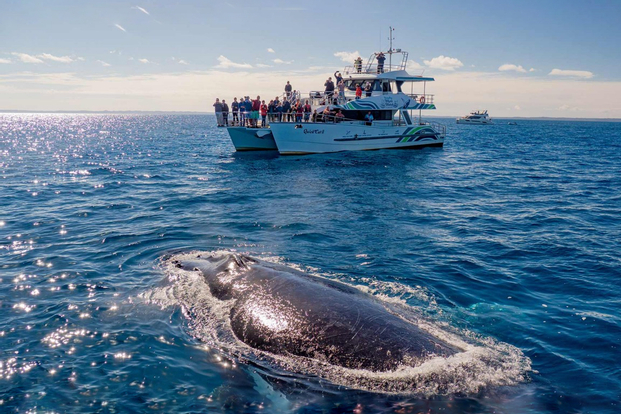 Brisbane Whale Watching Experience bYaMAOkg