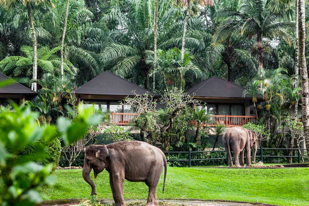 Mason Elephant Park