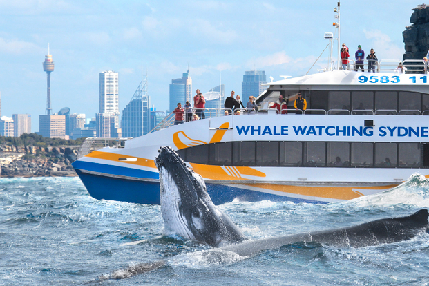 2-Hour Whale Watching Sydney Harbour Cruise