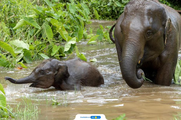 Elephant Mud Bath and Shower Experience in Phuket