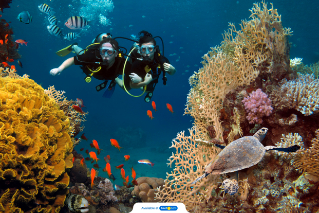 Diving and Open Water Course at Menjangan Marine Park by Dive Concepts