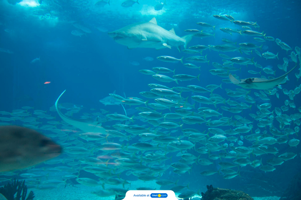 Sendai Umino-Mori Aquarium Ticket pnWDZYlQ
