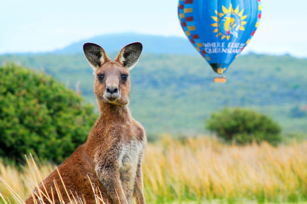 Sunrise Hot Air Balloon Flight near Cairns with Sparkling Wine and Optional Round Trip Transfer lOGkzW63