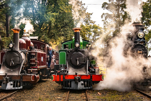 Puffing Billy, Moonlit Sanctuary and Penguin Parade Tour